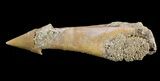 Cretaceous Sawfish (Onchosaurus) Rostral Barb/Tooth - #51914-1